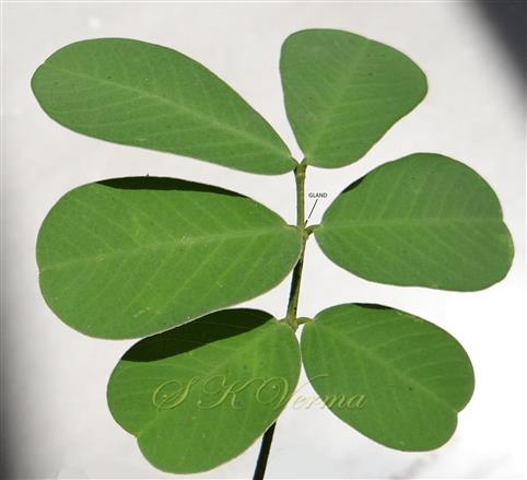  Leaf with foliar gland